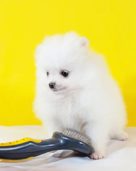 Mês Idade Cachorro Pomeranian Spitz Fundo Amarelo Cachorro Engraçado Minúsculo — Fotografia de Stock