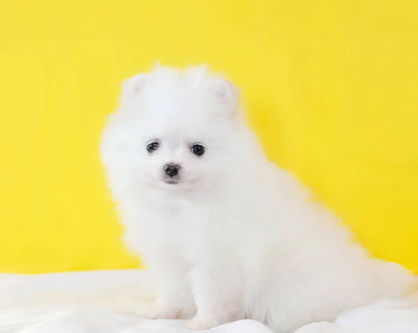 Mês Idade Cachorro Pomeranian Spitz Fundo Amarelo Pequeno Filhote Cachorro — Fotografia de Stock