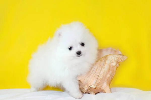 Mês Idade Cachorro Pomeranian Spitz Fundo Amarelo Cachorrinho Engraçado Minúsculo — Fotografia de Stock