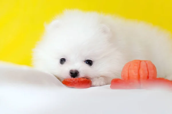 Mês Idade Cachorro Pomeranian Spitz Fundo Amarelo Cachorrinho Engraçado Minúsculo — Fotografia de Stock