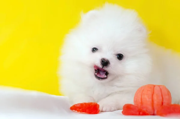 一个月大的小狗波美拉尼亚斯皮茨在黄色的背景 小搞笑小狗玩 狗与普通话 — 图库照片