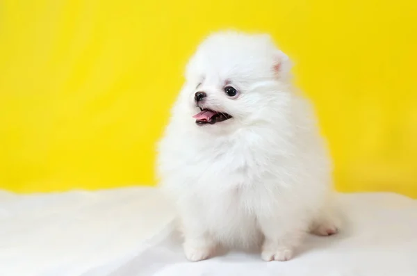 Mês Idade Cachorro Pomeranian Spitz Fundo Amarelo Pequeno Filhote Cachorro — Fotografia de Stock