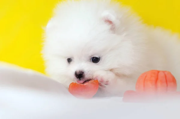 Seekor Anak Anjing Tua Pomeranian Spitz Dengan Latar Belakang Kuning — Stok Foto