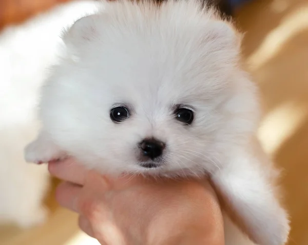Miniatura Mês Idade Cachorro Pomeranian Spitz Cachorro Engraçado Minúsculo Playing — Fotografia de Stock