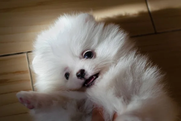 微型一个月大的小狗波美兰 斯皮茨在撒谎 小搞笑小狗玩 照顾和训练狗 — 图库照片