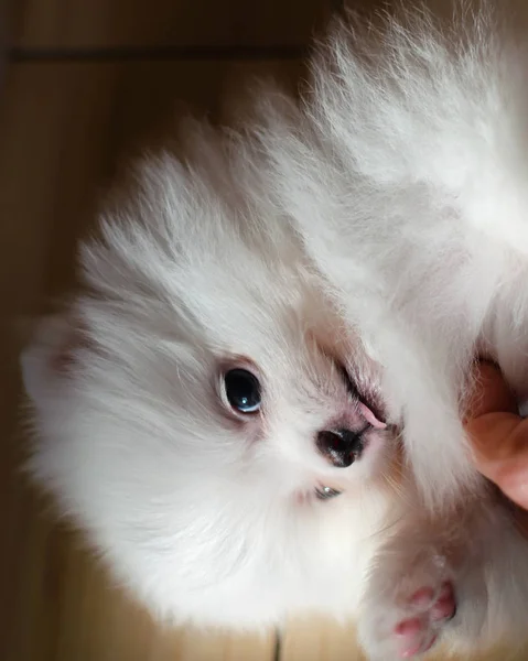 Miniatura Mês Idade Cachorro Pomeranian Spitz Está Mentindo Cachorro Engraçado — Fotografia de Stock