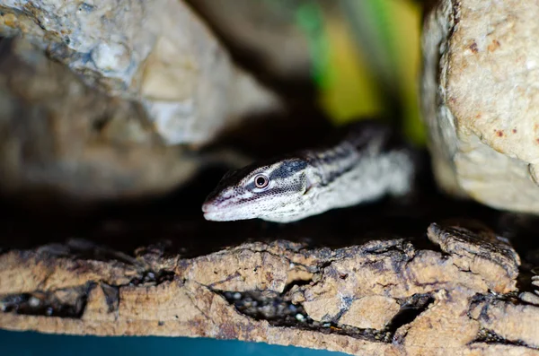 Varanus acanthurus. Exotic animals in the artificial habitat. A cold blooded animal in the terrarium.