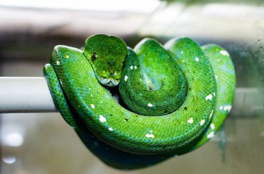 The green tree python (morelia viridis). Exotic animals in the artificial habitat. A cold blooded animal in the terrarium. clipart