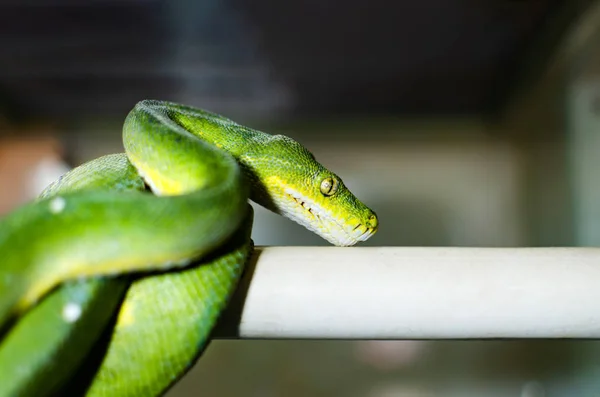 Groene Boom Python Morelia Viridis Exotische Dieren Kunstmatige Habitat Een — Stockfoto