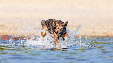 Finlandiya Körfezi. Genç enerjik melez köpek su üzerinde atlıyor. Doggy suda oynuyor. Güneş çarpması, yazın evcil hayvanların sağlığı. Nasıl aşırı ısınmaya karşı köpek korumak için.