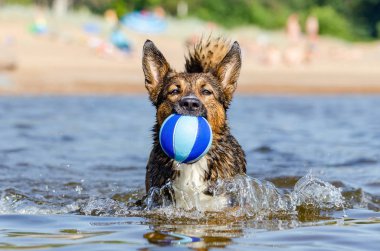 Finlandiya Körfezi. Genç enerjik melez köpek su üzerinde atlıyor. Doggy suda topla oynuyor. Güneş çarpması, yazın evcil hayvanların sağlığı. Nasıl aşırı ısınmaya karşı köpek korumak için.
