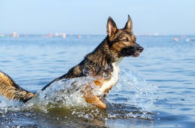 Finlandiya Körfezi. Genç enerjik melez köpek su üzerinde atlıyor. Doggy suda oynuyor. Güneş çarpması, yazın evcil hayvanların sağlığı. Nasıl aşırı ısınmaya karşı köpek korumak için.