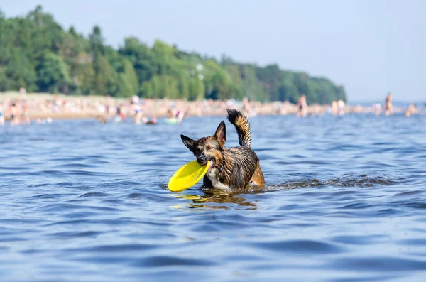 Gulf Finland Young Energetic Half Breed Dog Jumping Water Doggy — Stock Photo, Image