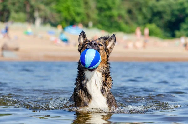 Golfo Finlândia Jovem Enérgico Cão Mestiço Está Pulando Sobre Água — Fotografia de Stock