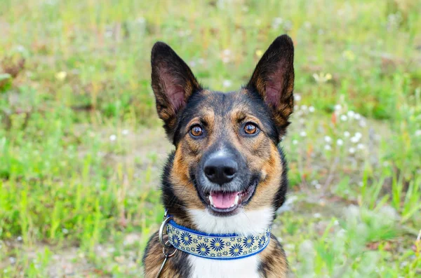 Jeune Chien Métis Énergique Est Recherche Doggy Joue Avec Son — Photo