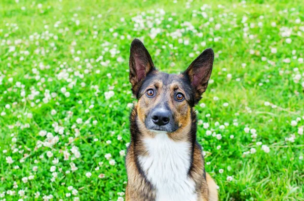 Young energetic half-breed dog is looking. Doggy is playing with its owner, training dogs. Sunstroke, health of pets in the summer. How to protect your dog from overheating. Boiling weather.