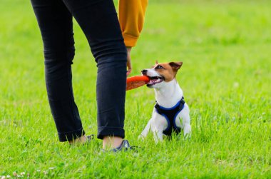 Jack Russell Terrier. Genç enerjik köpek yürüyor ve sahibi ile oynuyor. Nasıl aşırı ısınmadan köpek korumak için. Köpek eğitimi.  
