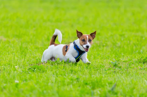 Jack Russell Terrier. Young energetic dog is walking and playing with its owner. How to protect your dog from overheating. Dog training.
