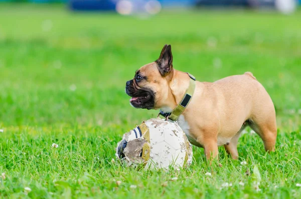 French Bulldog Young Energetic Dog Walking Playing How Protect Your — Stock Photo, Image