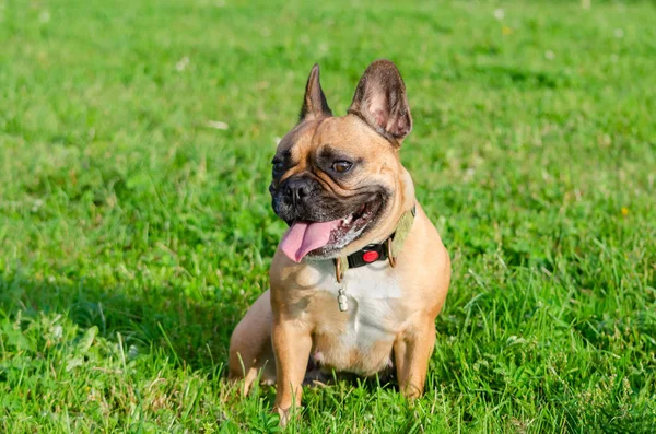 French bulldog. Young energetic dog is walking and playing. How to protect your dog from overheating. Dog getting thirsty.