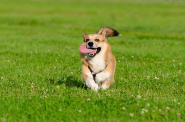 Genç enerjik galce corgi pembrokeis çalışıyor. Uzun kuyruklu Corgi. Nasıl aşırı ısınmadan köpek korumak için. Köpek susuyor..
