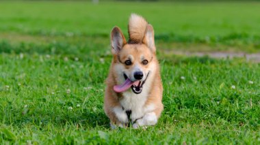Genç enerjik galce corgi pembrokeis çalışıyor. Uzun kuyruklu Corgi. Nasıl aşırı ısınmadan köpek korumak için. Köpek susuyor..