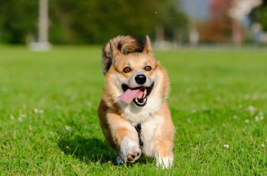 Genç enerjik galce corgi pembrokeis çalışıyor. Uzun kuyruklu Corgi. Nasıl aşırı ısınmadan köpek korumak için. Köpek susuyor..