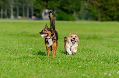 Genç enerjik galce corgi pembroke melez köpek ile oynuyor. Uzun kuyruklu Corgi. Nasıl aşırı ısınmadan köpeklerinizi korumak için. Köpekler susuyor..