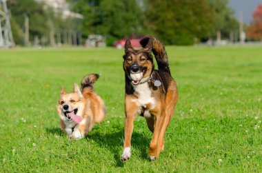 Genç enerjik galce corgi pembroke melez köpek ile oynuyor. Uzun kuyruklu Corgi. Nasıl aşırı ısınmadan köpeklerinizi korumak için. Köpekler susuyor..