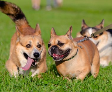 Genç enerjik galce corgi pembroke Fransız bulldog ile oynuyor. Uzun kuyruklu Corgi. Nasıl aşırı ısınmadan köpeklerinizi korumak için. Köpekler susuyor..