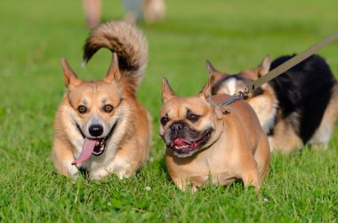 Genç enerjik galce corgi pembroke Fransız bulldog ile oynuyor. Uzun kuyruklu Corgi. Nasıl aşırı ısınmadan köpeklerinizi korumak için. Köpekler susuyor..