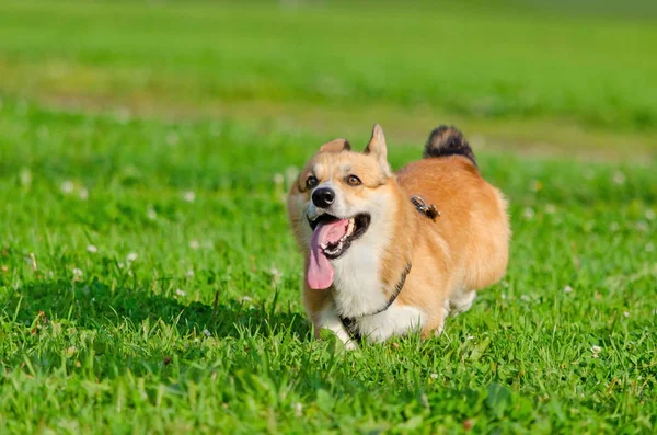 Young energetic welsh corgi pembrokeis running. Corgi with a long tail. How to protect your dog from overheating. Dog is getting thirsty.