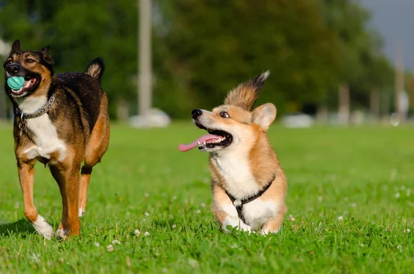 Young energetic welsh corgi pembrokeis running. Corgi with a long tail. How to protect your dog from overheating. Dog is getting thirsty.