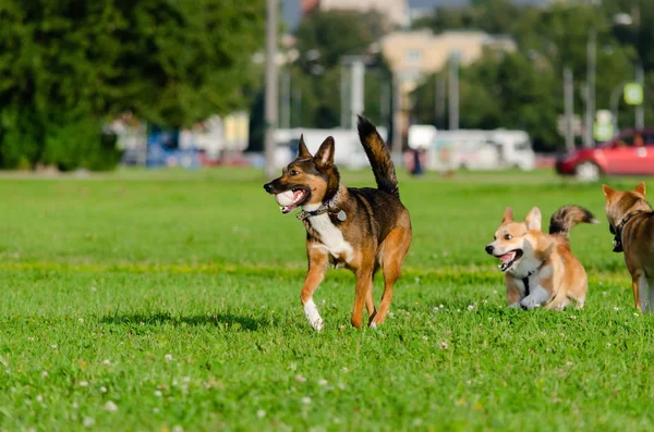 Young energetic welsh corgi pembroke is playing with half-breed dog. Corgi with a long tail. How to protect your dogs from overheating. Dogs are getting thirsty.