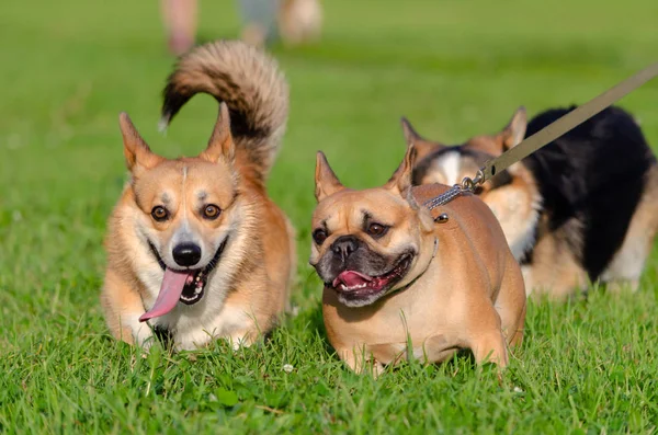 Corgi Pembroke Muda Yang Energik Bermain Dengan Bulldog Prancis Corgi — Stok Foto