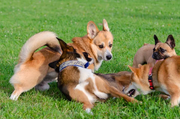 Dogs are playing with each other. How to protect your dogs from overheating. Dogs are getting thirsty.