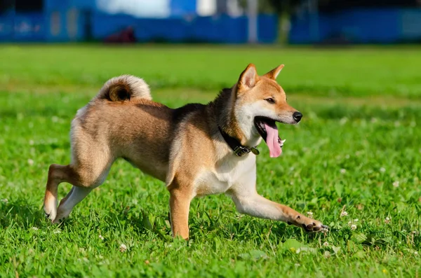 精力充沛的小狗Shiba Inu正在散步和玩耍 如何保护您的狗过热 狗越来越渴了 — 图库照片