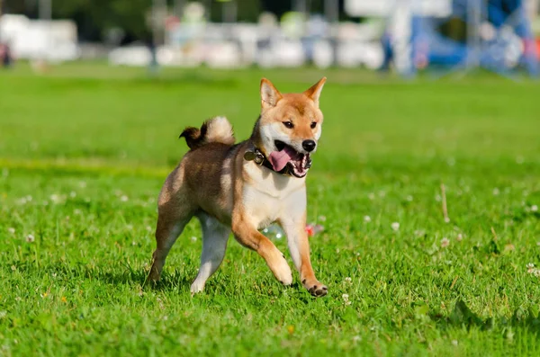 Energetic puppy Shiba Inu is walking and playing. How to protect your dog from overheating. Dog is getting thirsty.