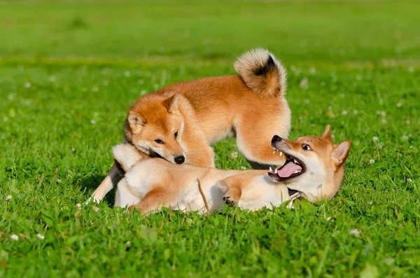 Cachorros Energéticos Shiba Inu Están Caminando Jugando Cómo Proteger Perro —  Fotos de Stock