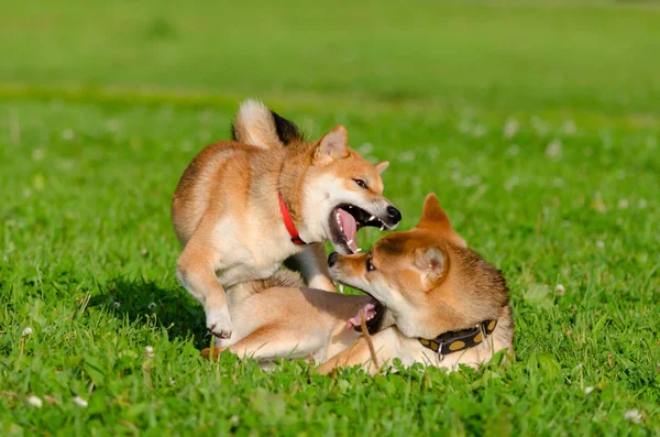 Energetic puppies Shiba Inu are walking and playing. How to protect your dog from overheating. Dogs are getting thirsty. Merry fuss.