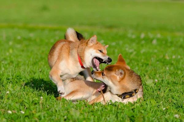 Cachorros Energéticos Shiba Inu Están Caminando Jugando Cómo Proteger Perro — Foto de Stock