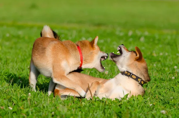 Cachorros Energéticos Shiba Inu Están Caminando Jugando Cómo Proteger Perro — Foto de Stock