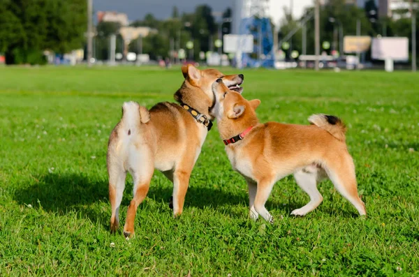 Енергійні Щенята Shiba Іну Ходьба Грати Захистити Вашу Собаку Від Стокове Зображення