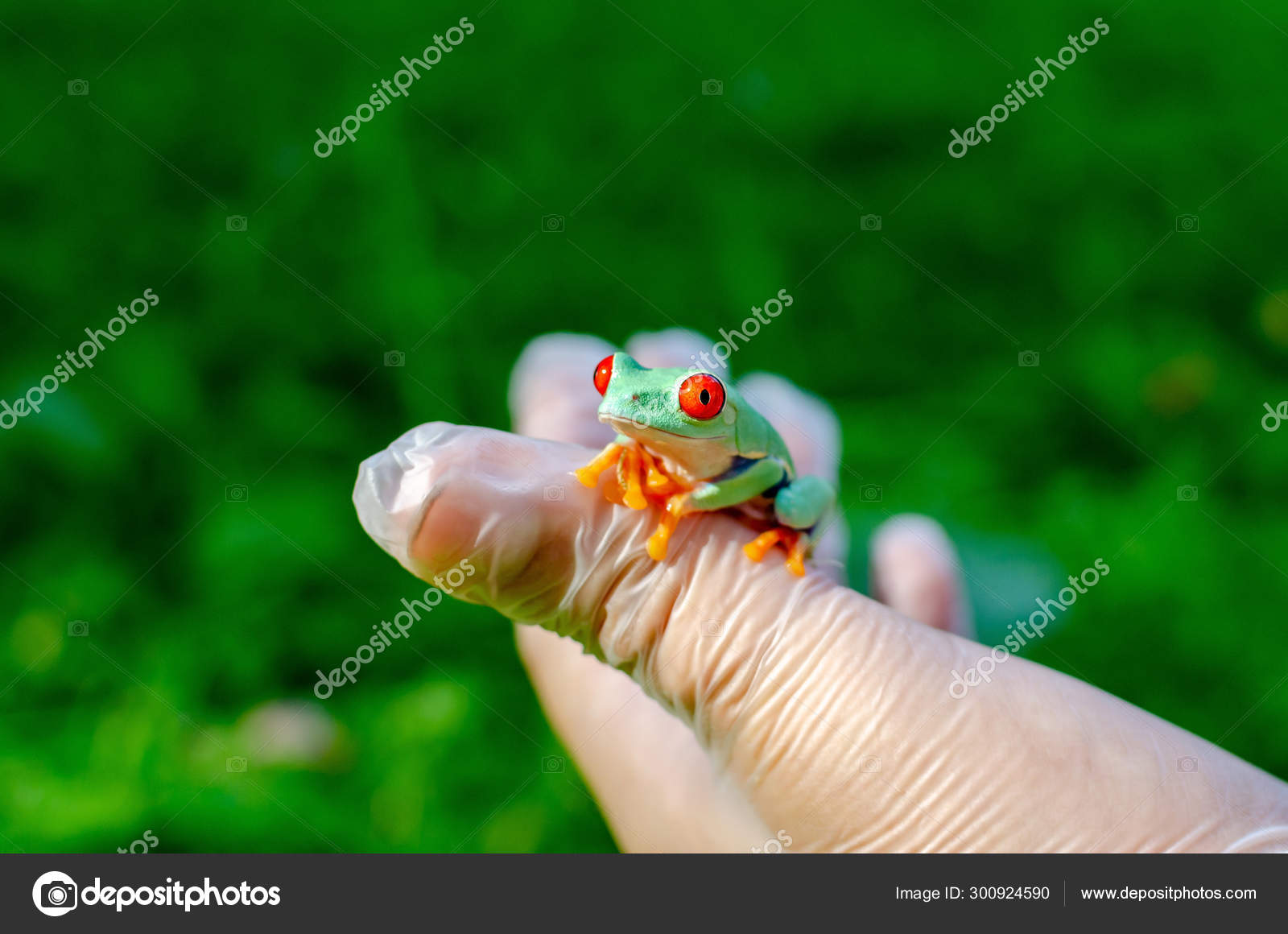 Agalychnis Callidryas Red Eyed Treefrog Sitting Gloved Hands Frog