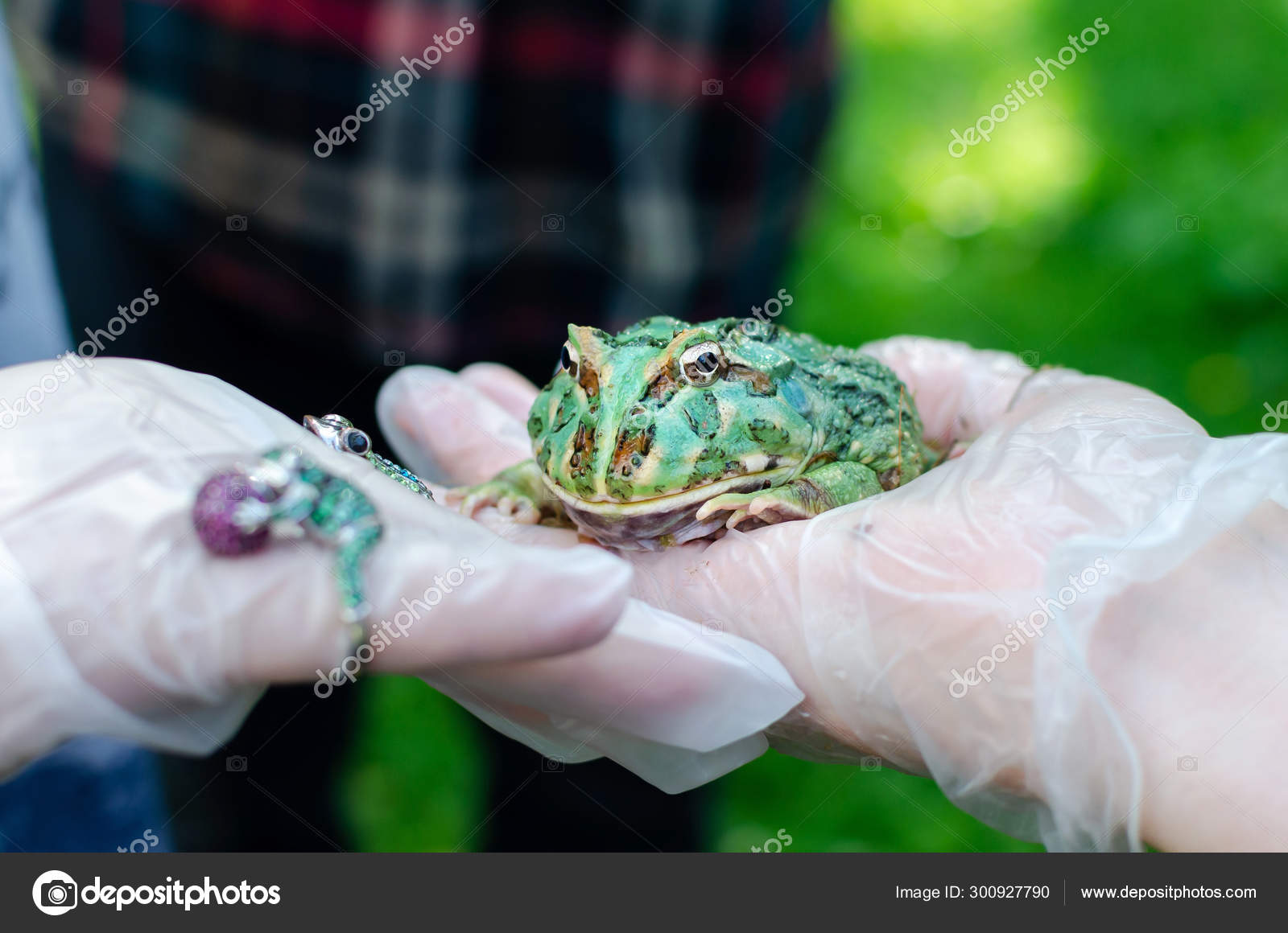 exotic pet frogs