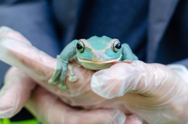 Rhacophorus Feae (Leonardo Fea) eldivenli ellerde oturuyor. Kurbağa atlayacak. Bir insan ortamında Egzotik evcil hayvan, kurbağa bakım ve bakım. İnsan hayatındaki tropikal hayvanlar. Komik yüz.