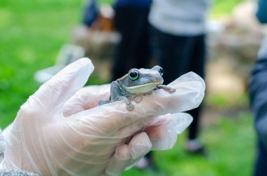Rhacophorus Feae (Leonardo Fea) eldivenli ellerde oturuyor. Kurbağa atlayacak. Bir insan ortamında Egzotik evcil hayvan, kurbağa bakım ve bakım. İnsan hayatındaki tropikal hayvanlar. Komik yüz.