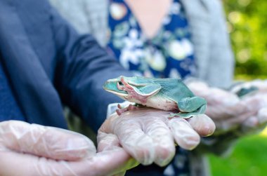 Rhacophorus Feae (Leonardo Fea) eldivenli ellerde oturuyor. Kurbağa atlayacak. Bir insan ortamında Egzotik evcil hayvan, kurbağa bakım ve bakım. İnsan hayatındaki tropikal hayvanlar. Komik yüz.