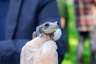 Rhacophorus Feae (Leonardo Fea) eldivenli ellerde oturuyor. Kurbağa atlayacak. Bir insan ortamında Egzotik evcil hayvan, kurbağa bakım ve bakım. İnsan hayatındaki tropikal hayvanlar. Komik yüz.