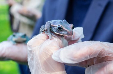 Rhacophorus Feae (Leonardo Fea) eldivenli ellerde oturuyor. Kurbağa atlayacak. Bir insan ortamında Egzotik evcil hayvan, kurbağa bakım ve bakım. İnsan hayatındaki tropikal hayvanlar. Komik yüz.